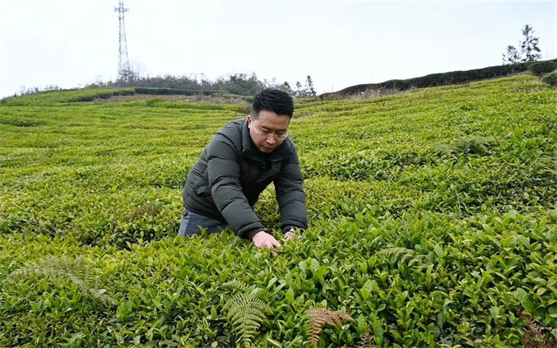 伍家台贡茶