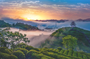 年终盘点 | 宣恩伍家台贡茶产业协会的2021成绩单！